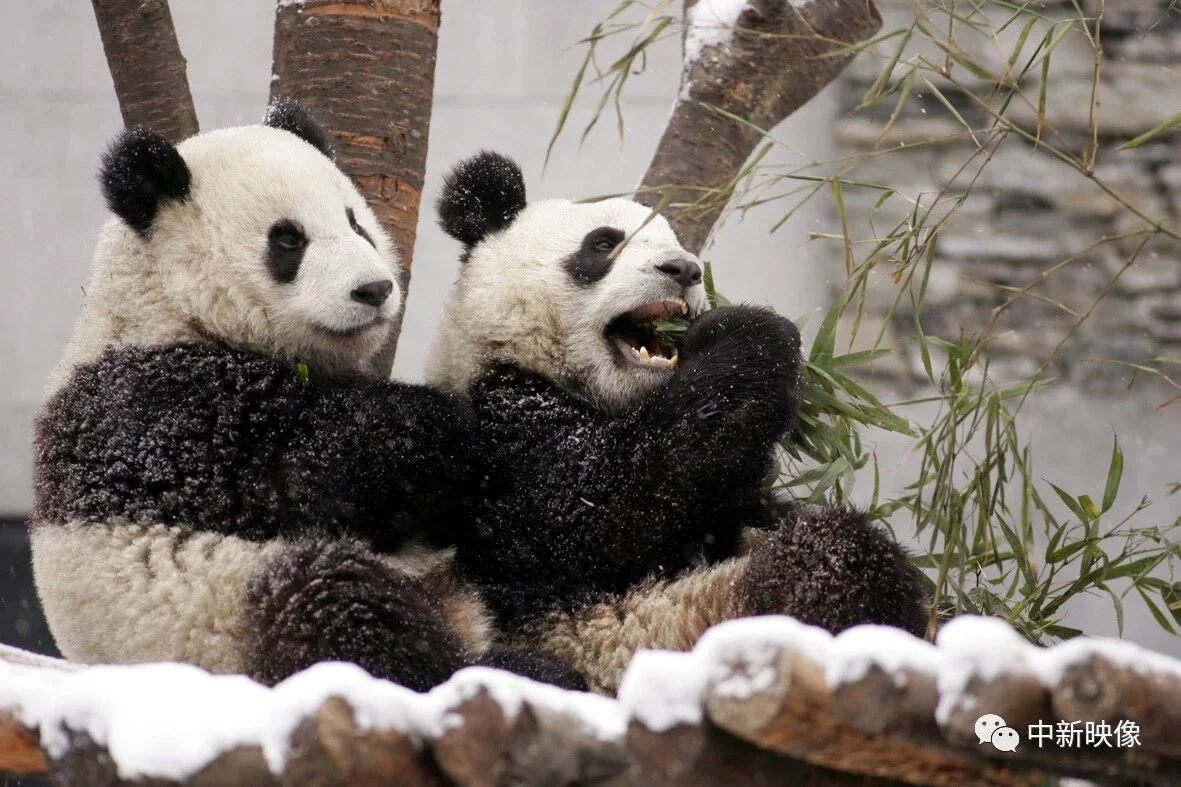 Tuan Tuan & Yuan Yuan Playing in Snow
