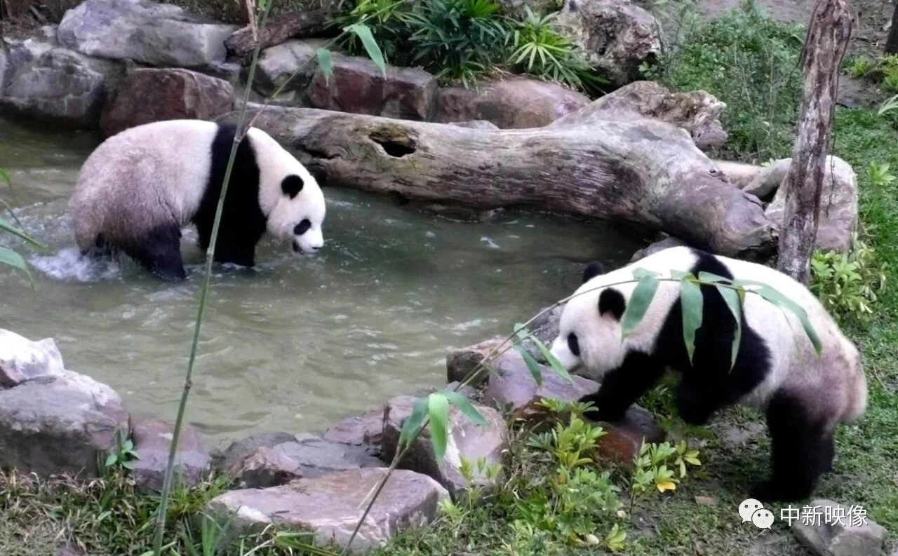 Tuan Tuan & Yuan Yuan Playing in Water