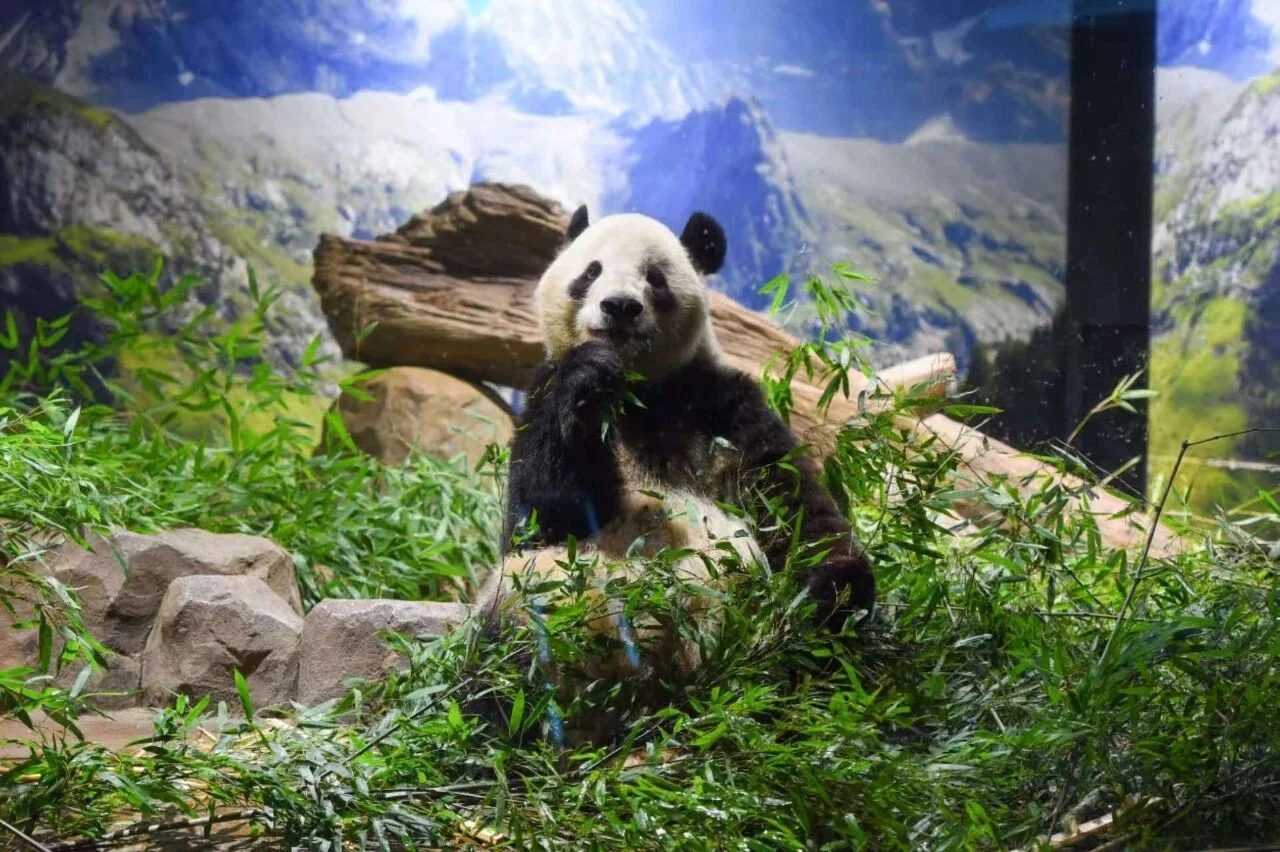 Xiao Xiao portrait
