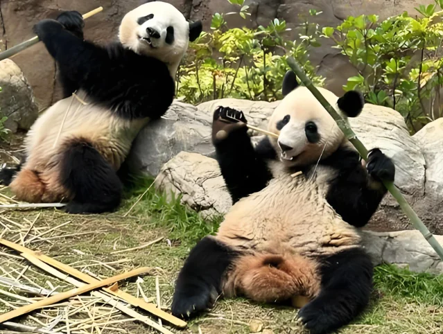 Two-year-old twins eating bamboo