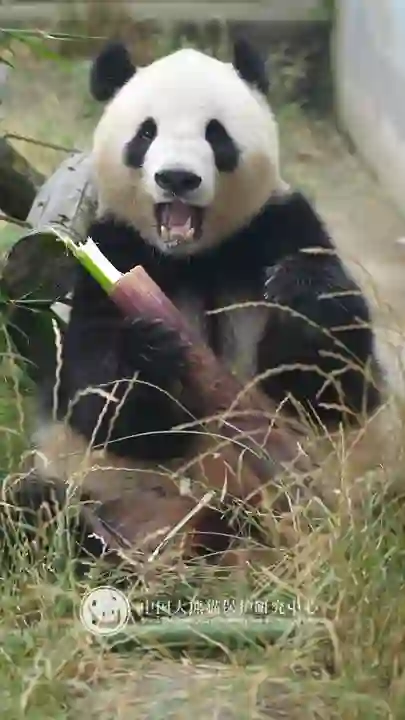 Video thumbnail: Xiao Xiao guards his bamboo