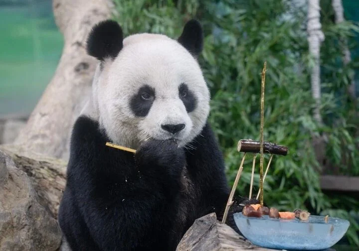 Photo of Yuan Yuan