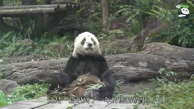 Video thumbnail: Yuan Yuan, Yuan Zai & Yuan Bao at Taipei Zoo