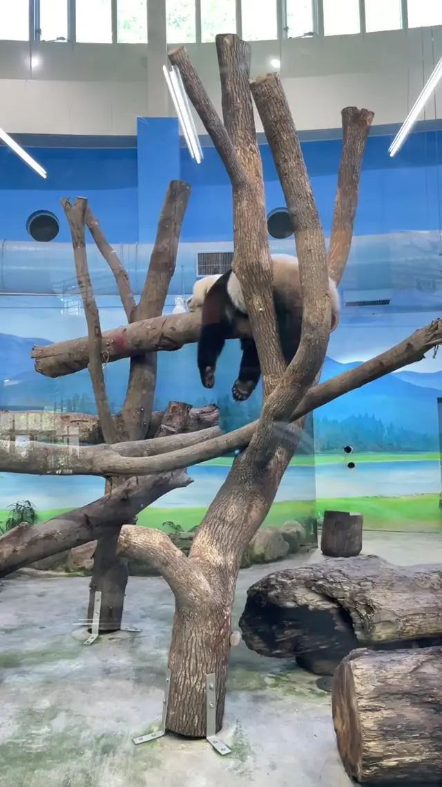 Video thumbnail: Visiting Yuan Yuan, Yuan Bao & Yuan Zai