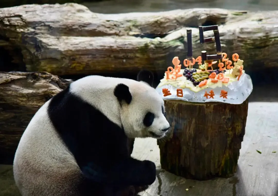 Yuan Yuan Tasting Her Birthday Cake
