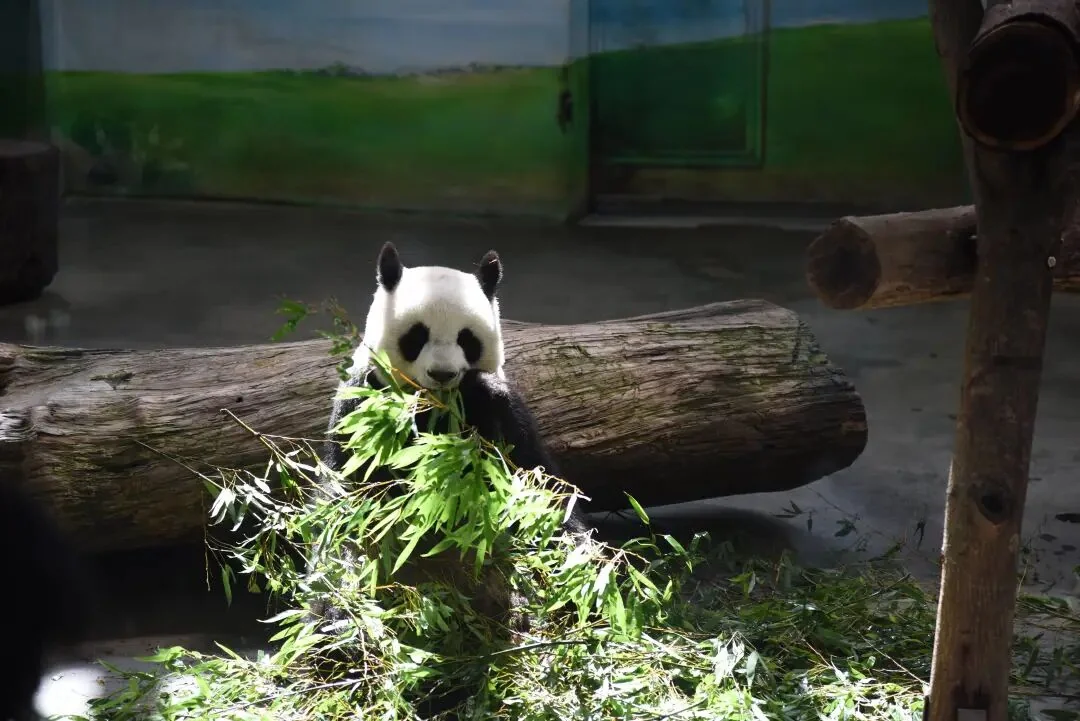Yuan Yuan Eating Bamboo
