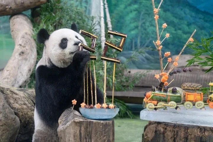 Yuan Yuan Enjoying Her Sugarcane Candle