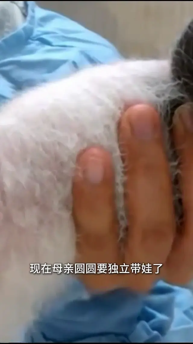Video thumbnail: Yuan Zai’s Bamboo Shoot Contest with Mom