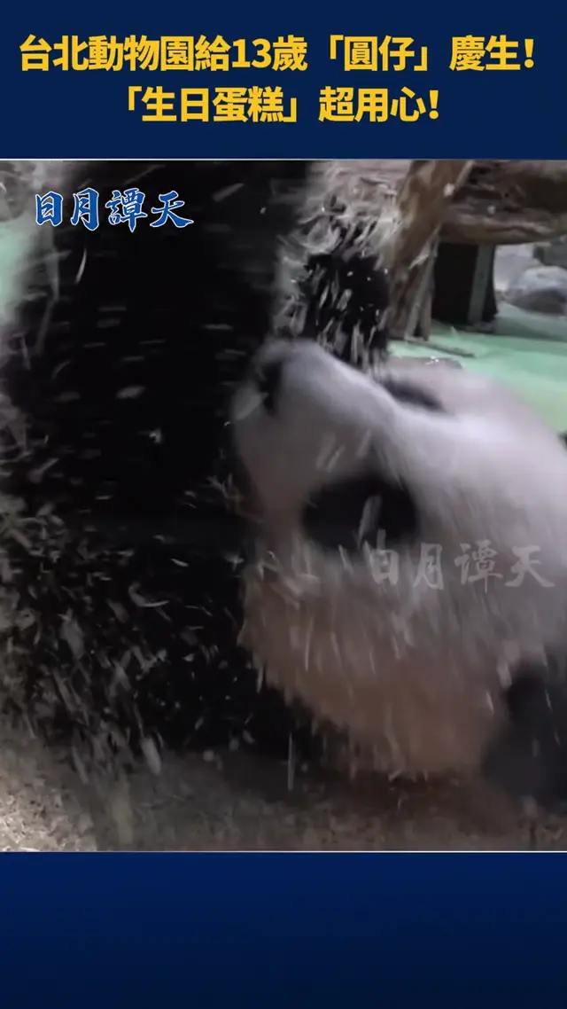 Video thumbnail: Yuan Zai’s World Cup Birthday