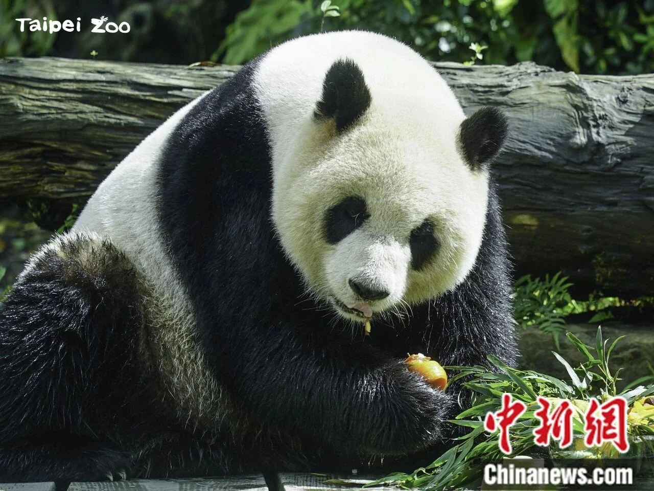 Portrait of Yuan Zai