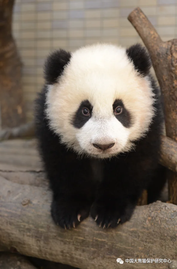 Yuan Zai as a Cub