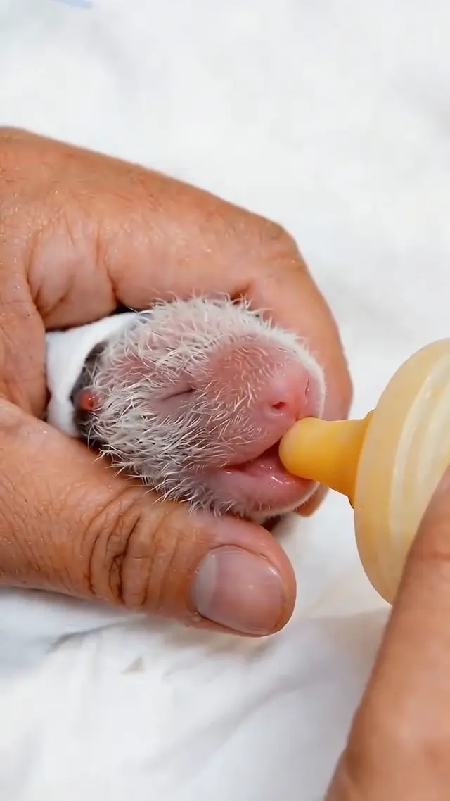 Video thumbnail: From Cub to 13 Years Old