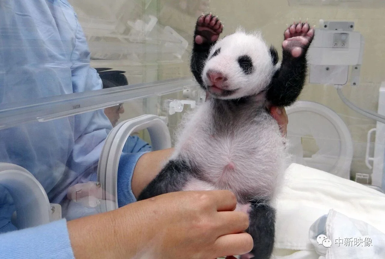 Yuan Zai Is Born