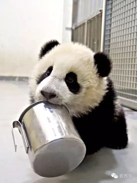 Yuan Zai Carrying Her Food Bowl