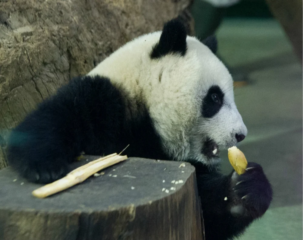 Yuan Zai Eating