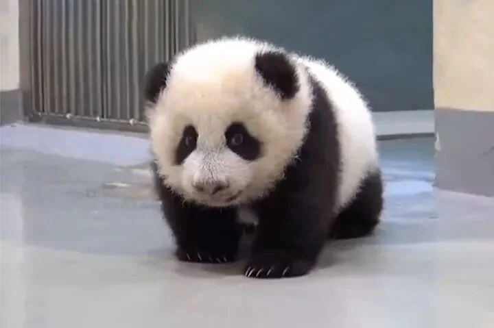 Yuan Zai Learning to Walk