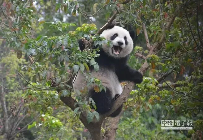 Yuan Zai in a Tree