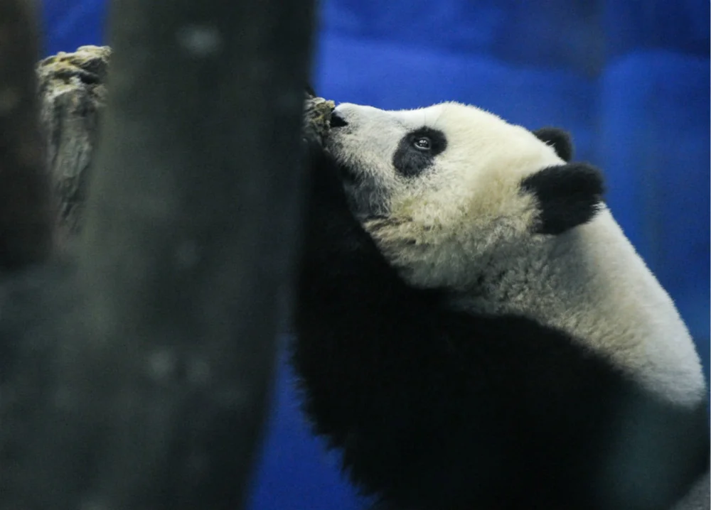 Yuan Zai Playing with a Stump