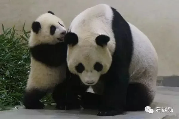 Yuan Zai with Her Mother